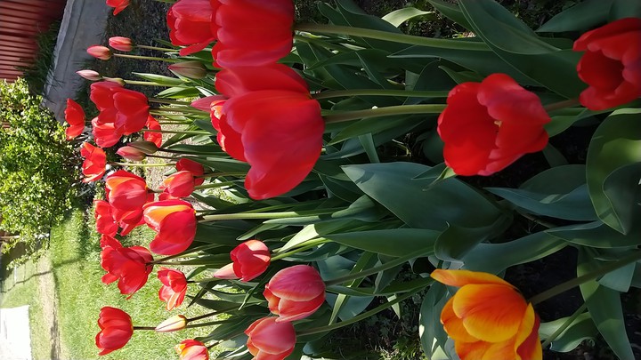 Tulip