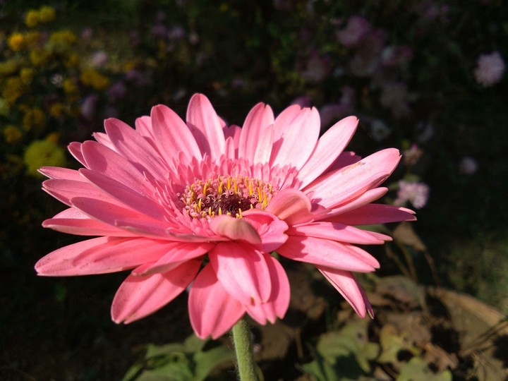 flower