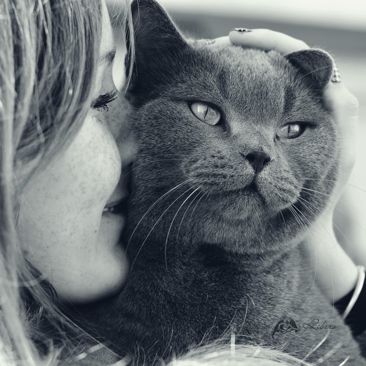 cate