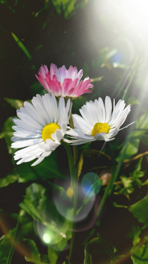 daisies..