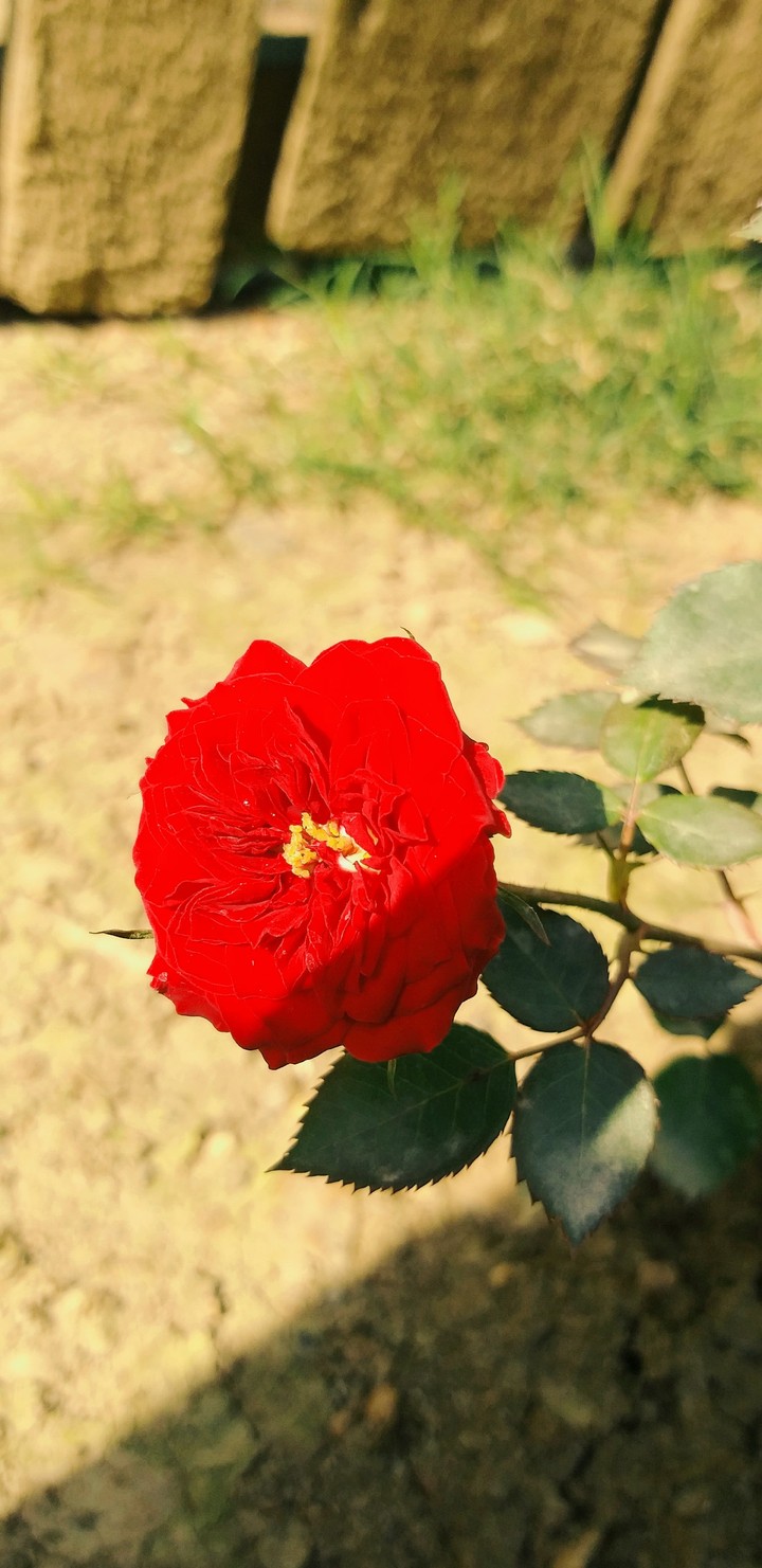 rose red