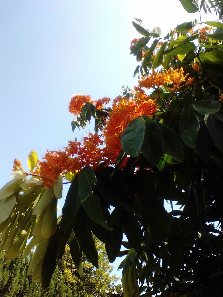 Ashoka tree