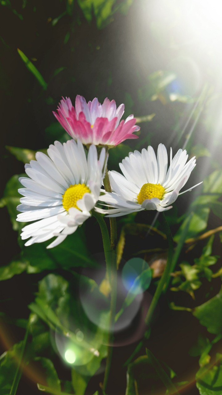 daisies..