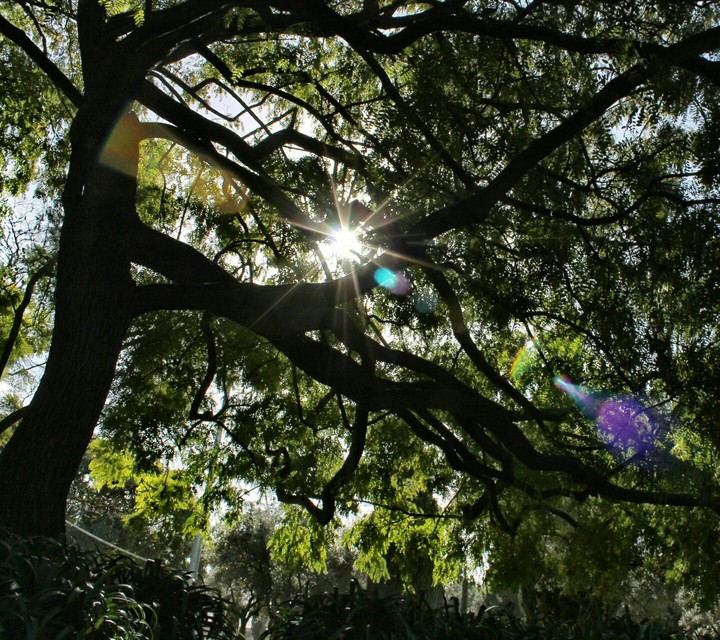 Under The Tree