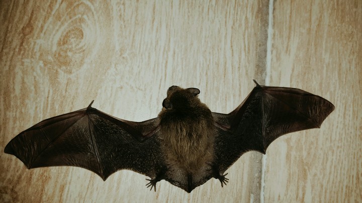 a bat at home.amazing
