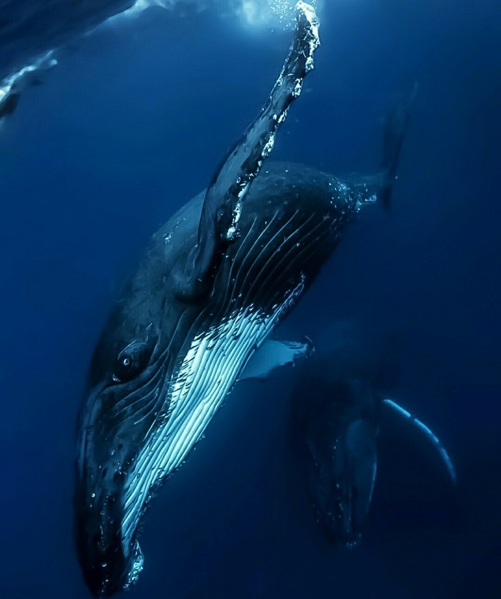 Diving Humpbacks