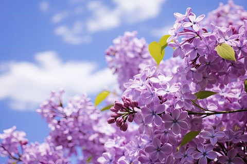 papéis de parede flower, lilac