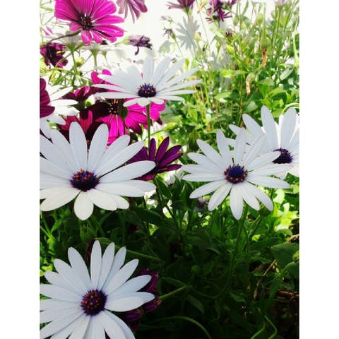 flower, plant duvar kağıtları