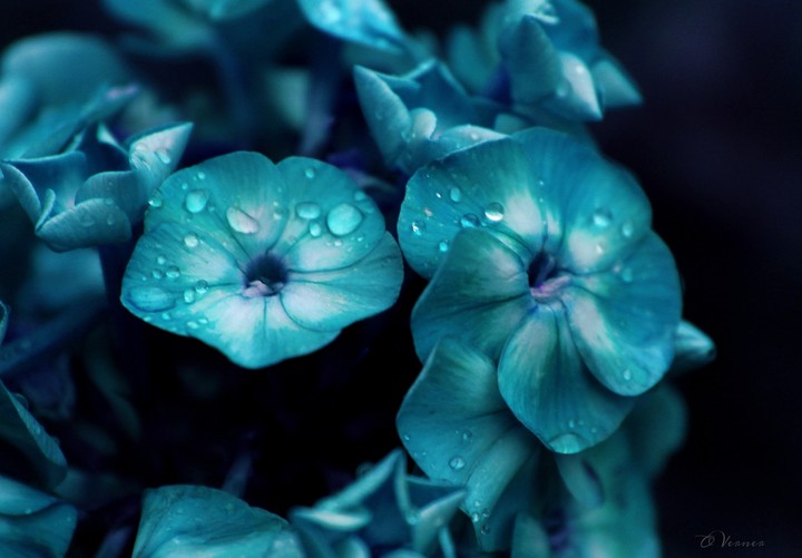 O.V.♡ my flowers