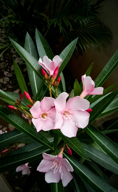 Flowers Flowers..