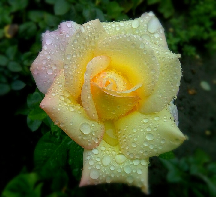 Alone in the rain