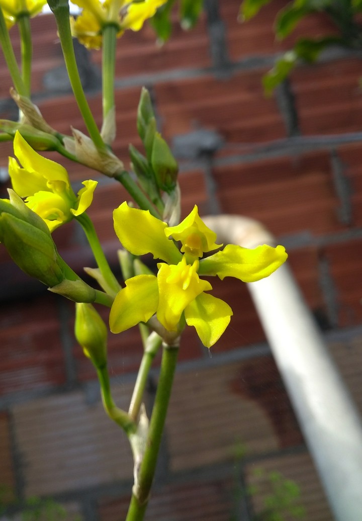 Orquídea