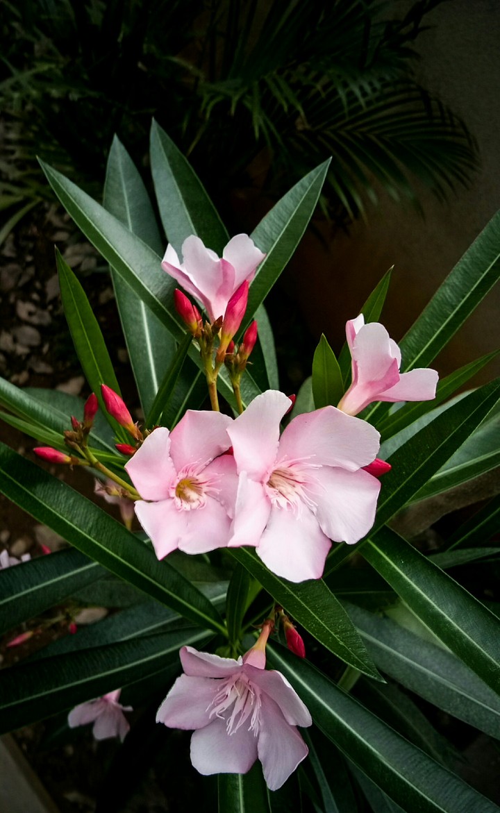 Flowers Flowers.. 