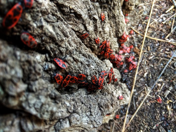 entomology