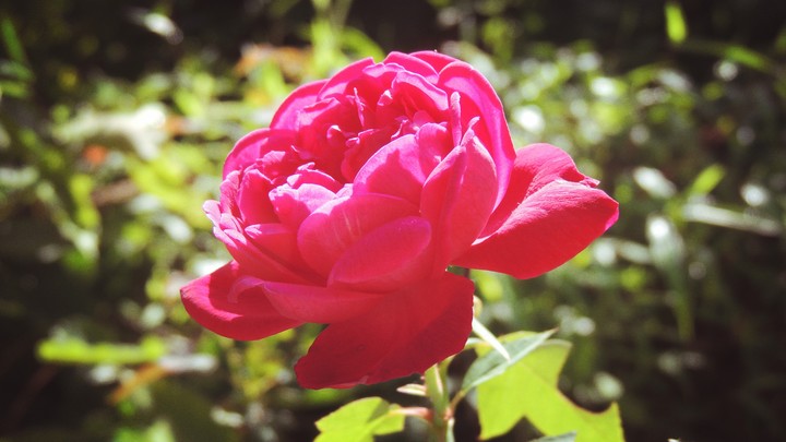 .. and the bloomed one ❤️