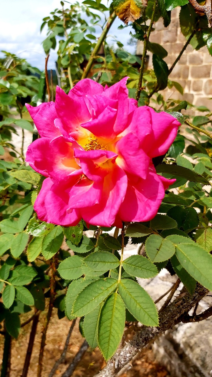 La rose