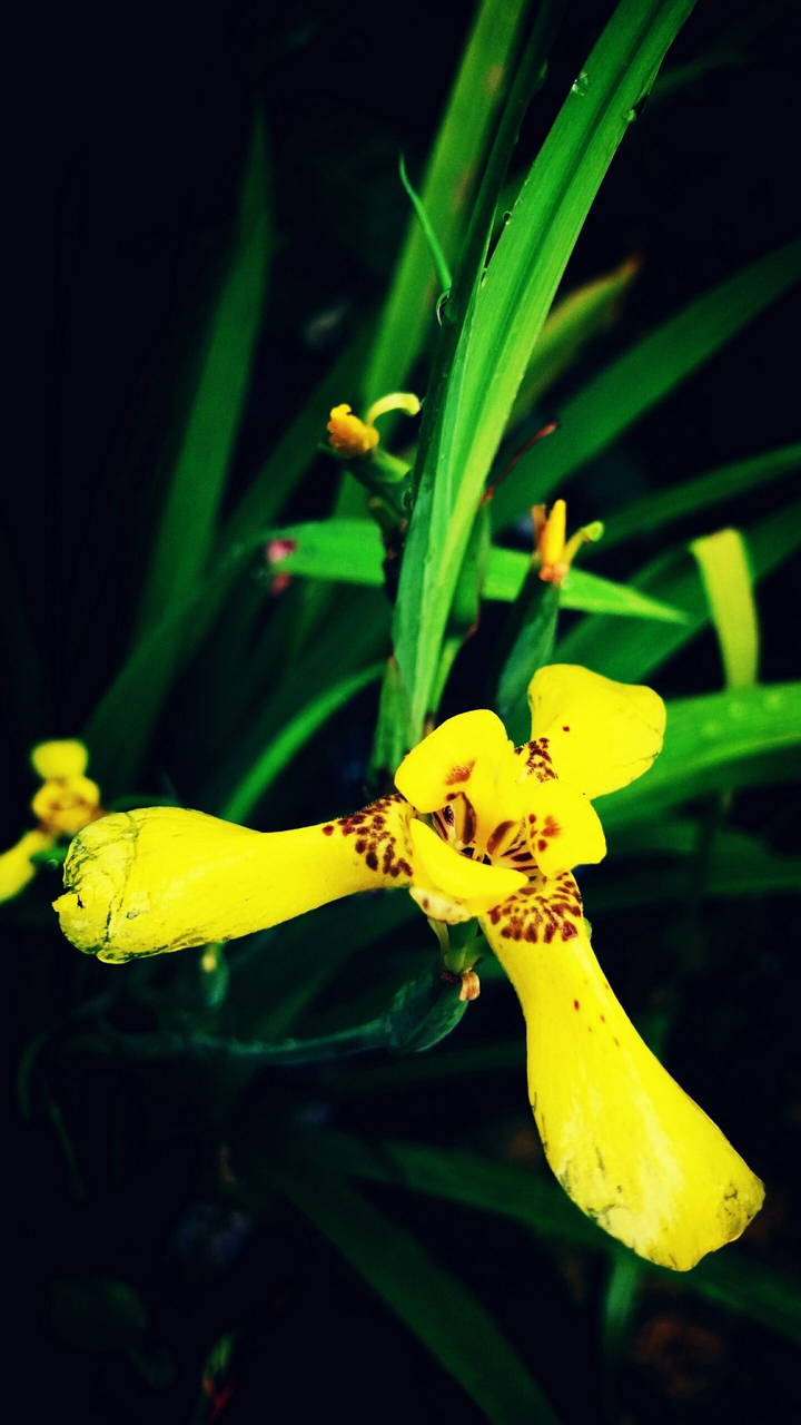 yelow flower