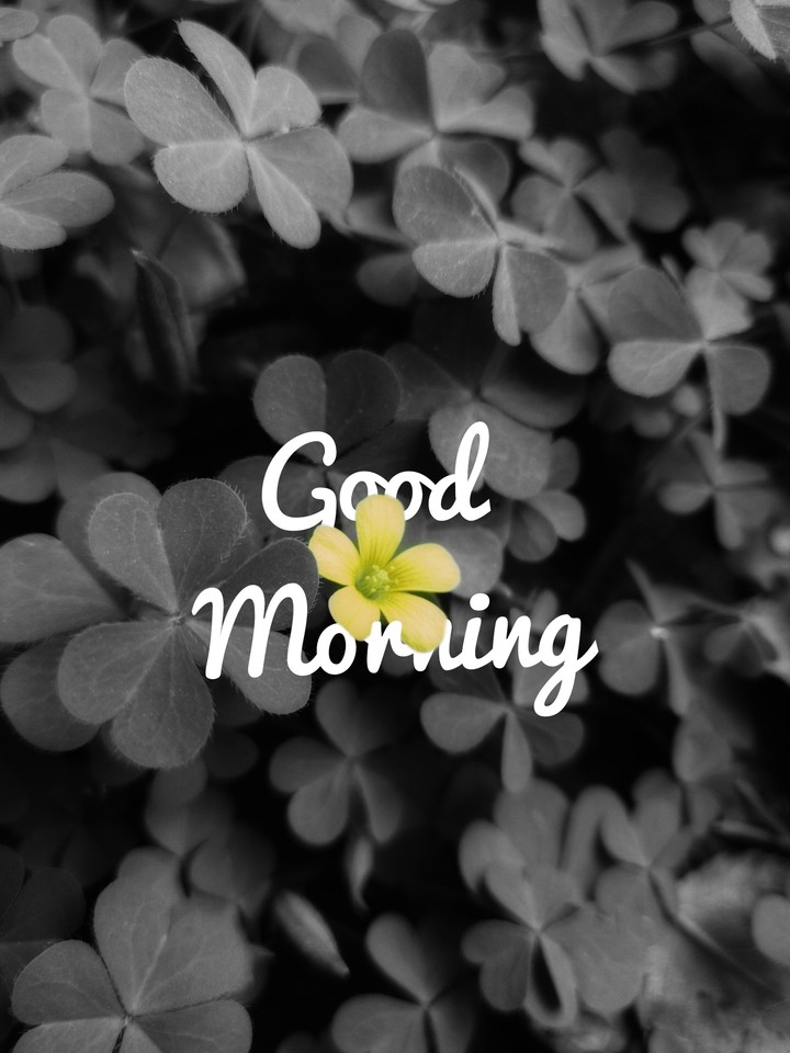Good Morning