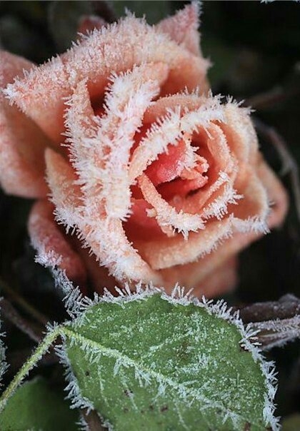 rose