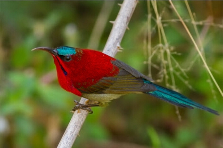 bird