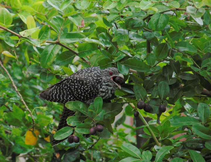 Asian Koel (Female)