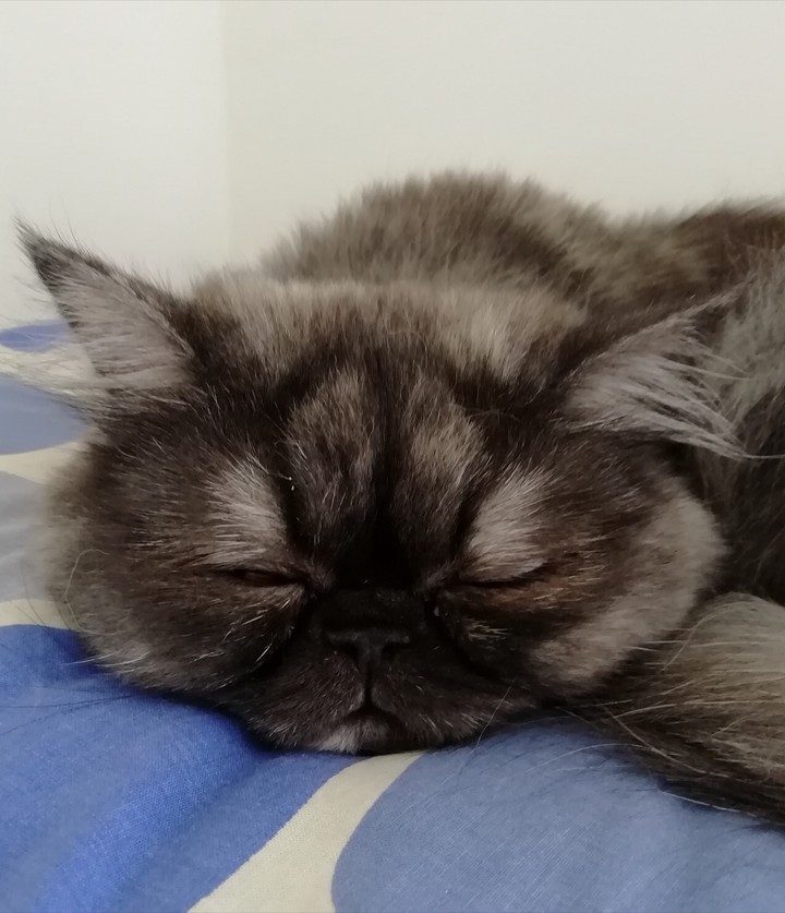 One of the My Black Cats