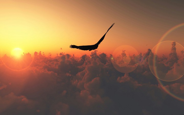 flight