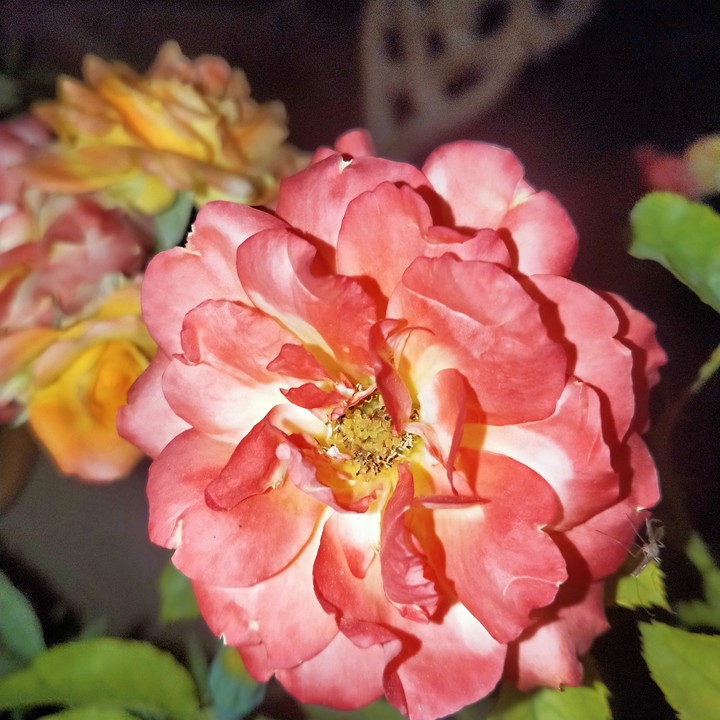rose in my garden