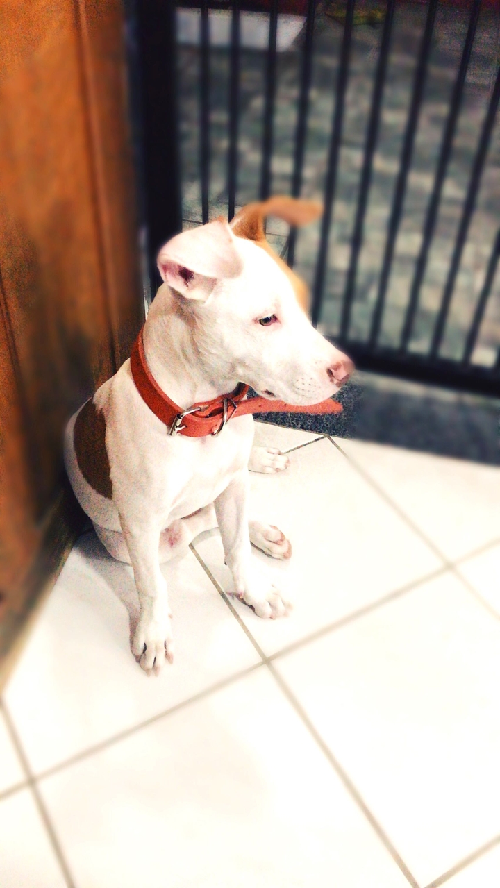 pipoca