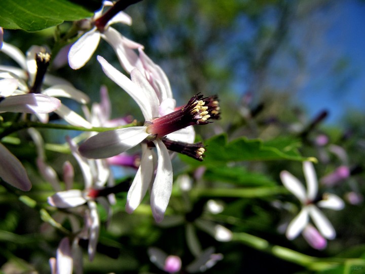 China berry tree blossom
