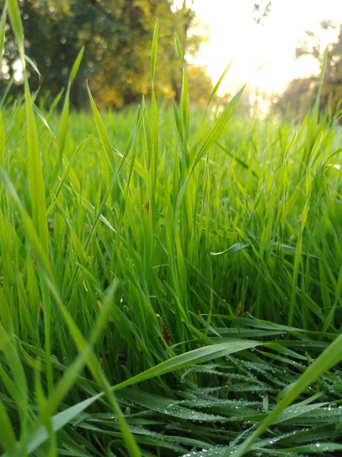 grass, leaf háttérképek