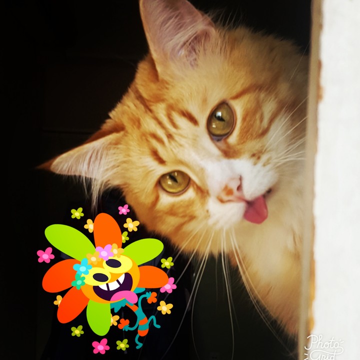 Рыжий кот