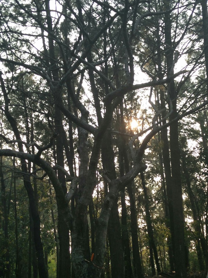 sunset in the forest