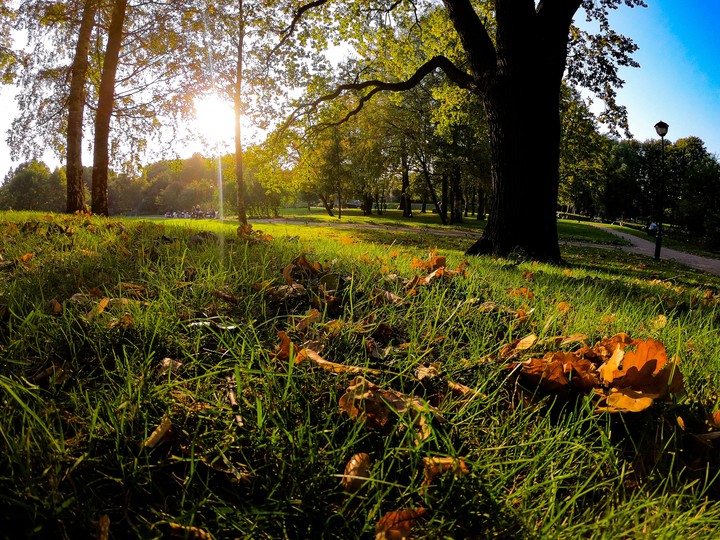 Golden autumn