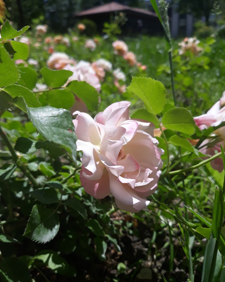 flowers