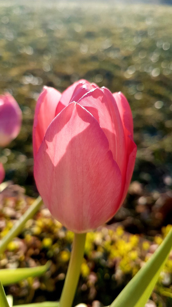 pink tulip
