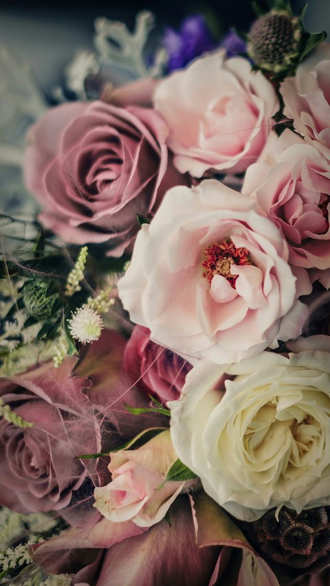 тапети plant, flowers
