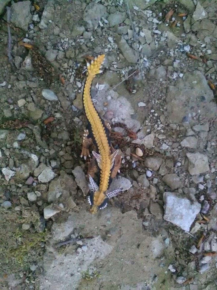 jaszczur