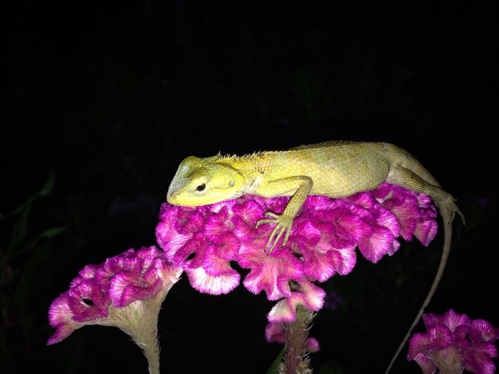 resting on flower