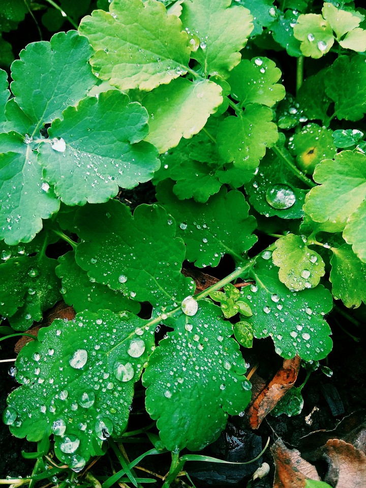 green
