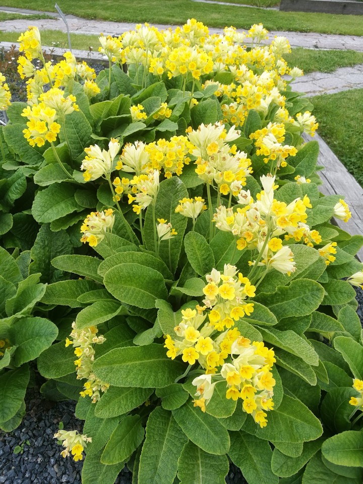 Yellow flowers