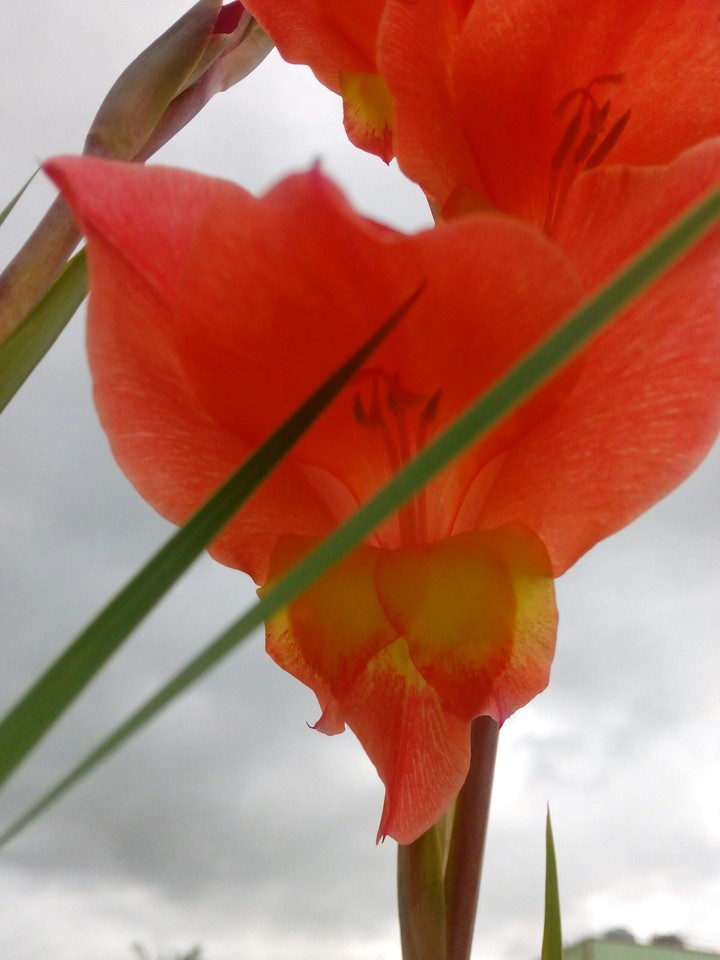 red flower