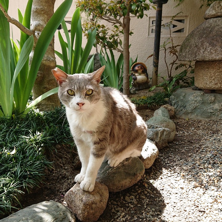 外猫グレイ