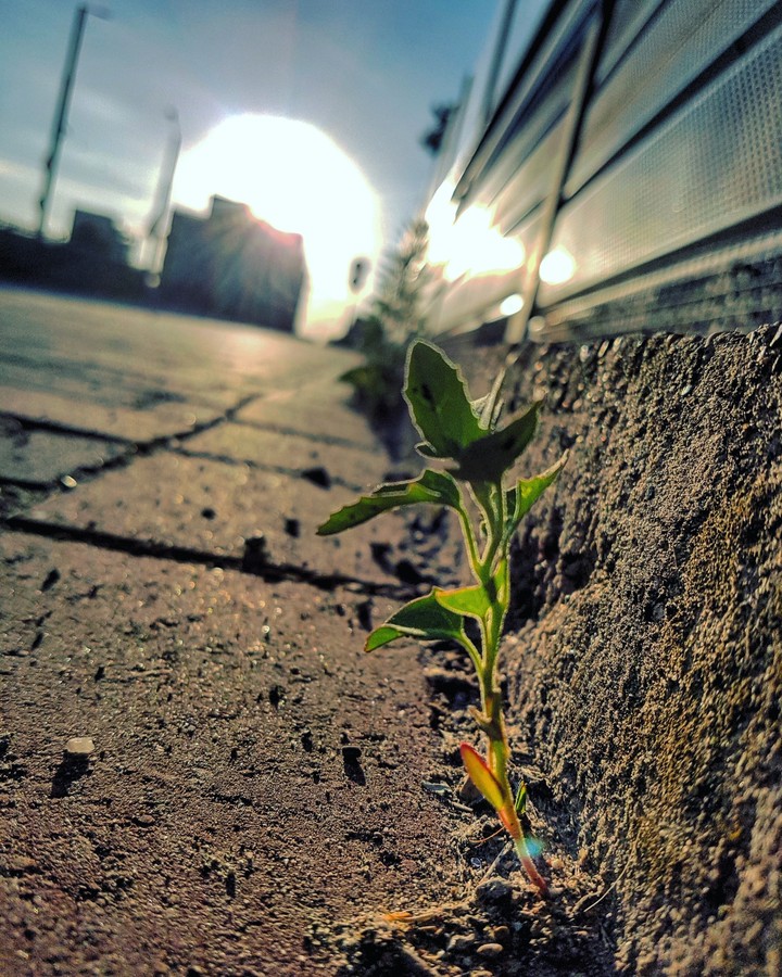 big sun
