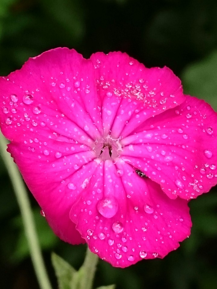 pink Flower