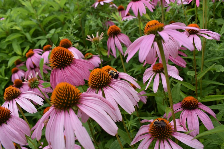 Cone flowers and a bee