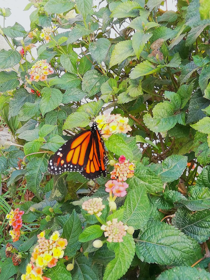Butterfly