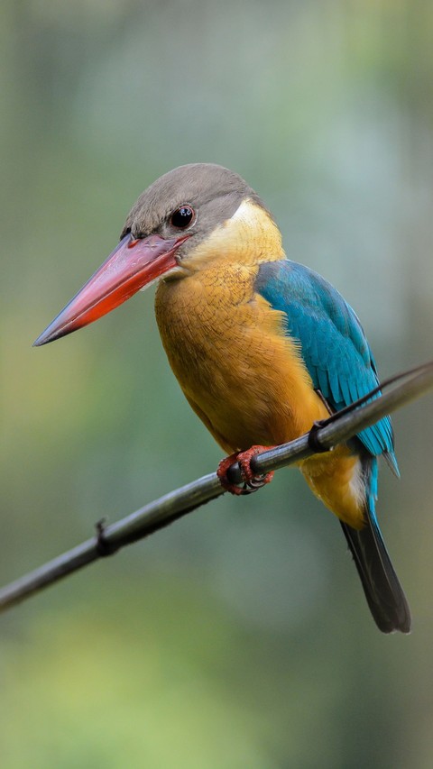 hình nền coraciiformes, Yellow