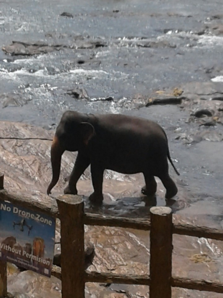 A elephant in pinnawala elephant orphanage