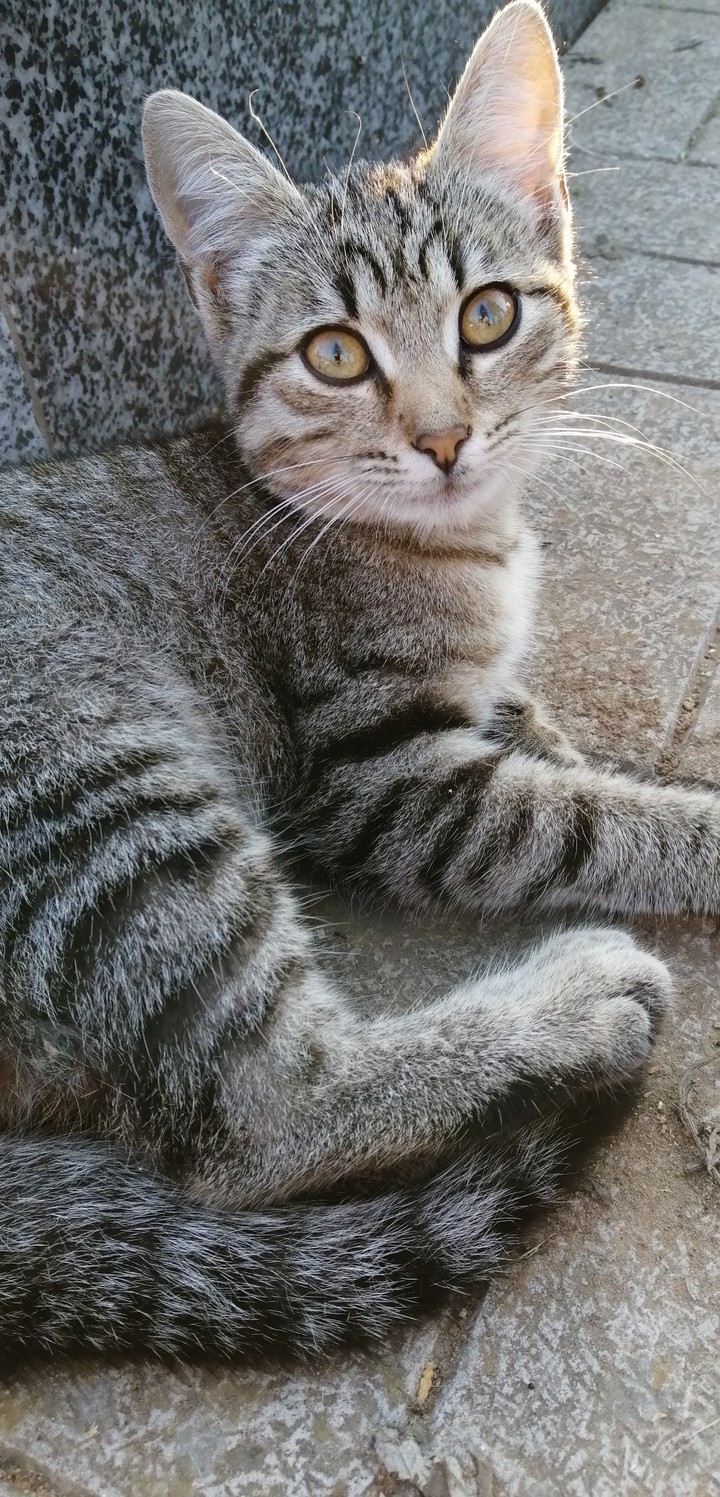 котик